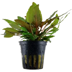 Tropica Akvarieplante i potte Cryptocoryne wendtii Tropica