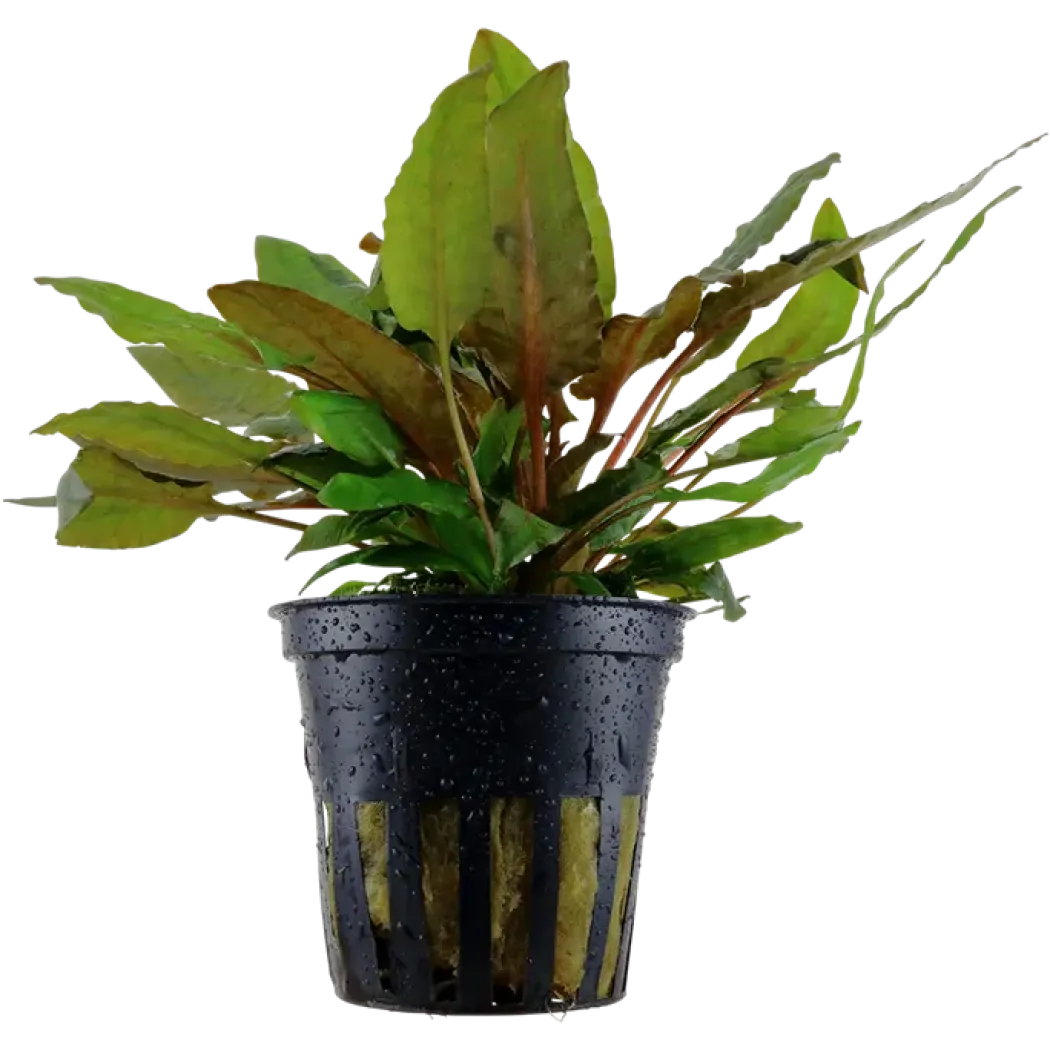 Tropica Akvarieplante i potte Cryptocoryne wendtii Tropica