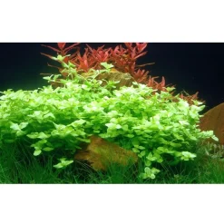 Tropica Akvarieplante i potte Bacopa australis