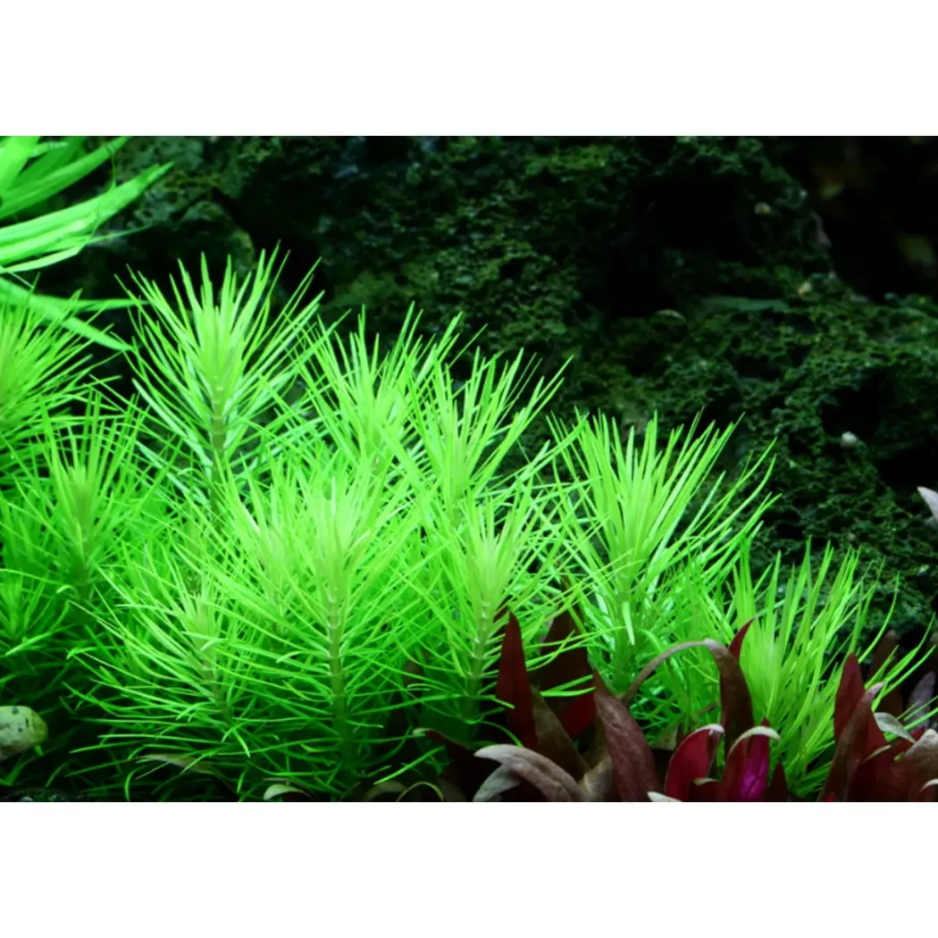 Tropica Akvarieplante i potte Pogostemon deccanensis