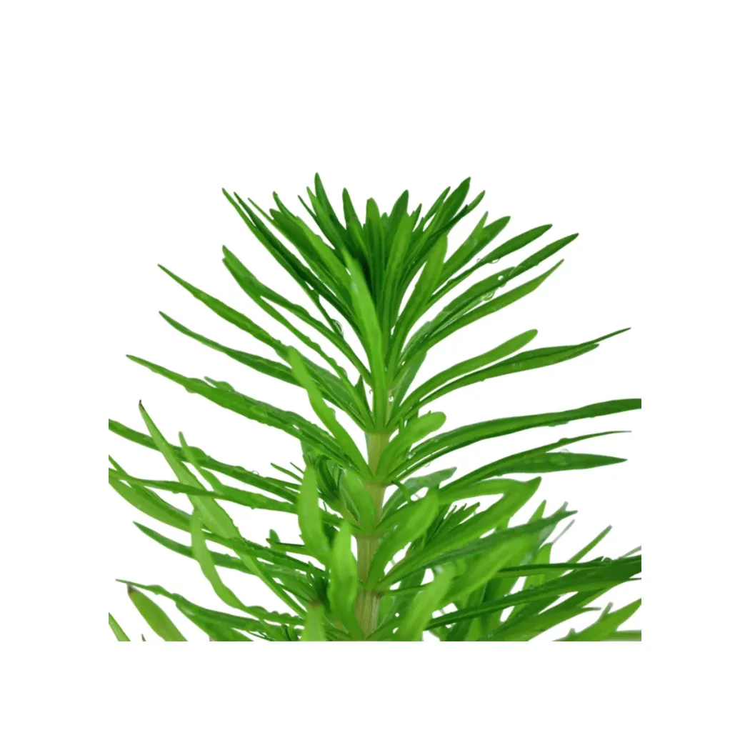 Tropica Akvarieplante i potte Pogostemon deccanensis