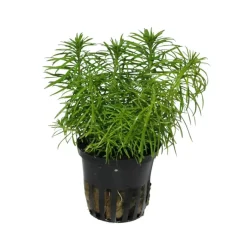 Tropica Akvarieplante i potte Pogostemon deccanensis