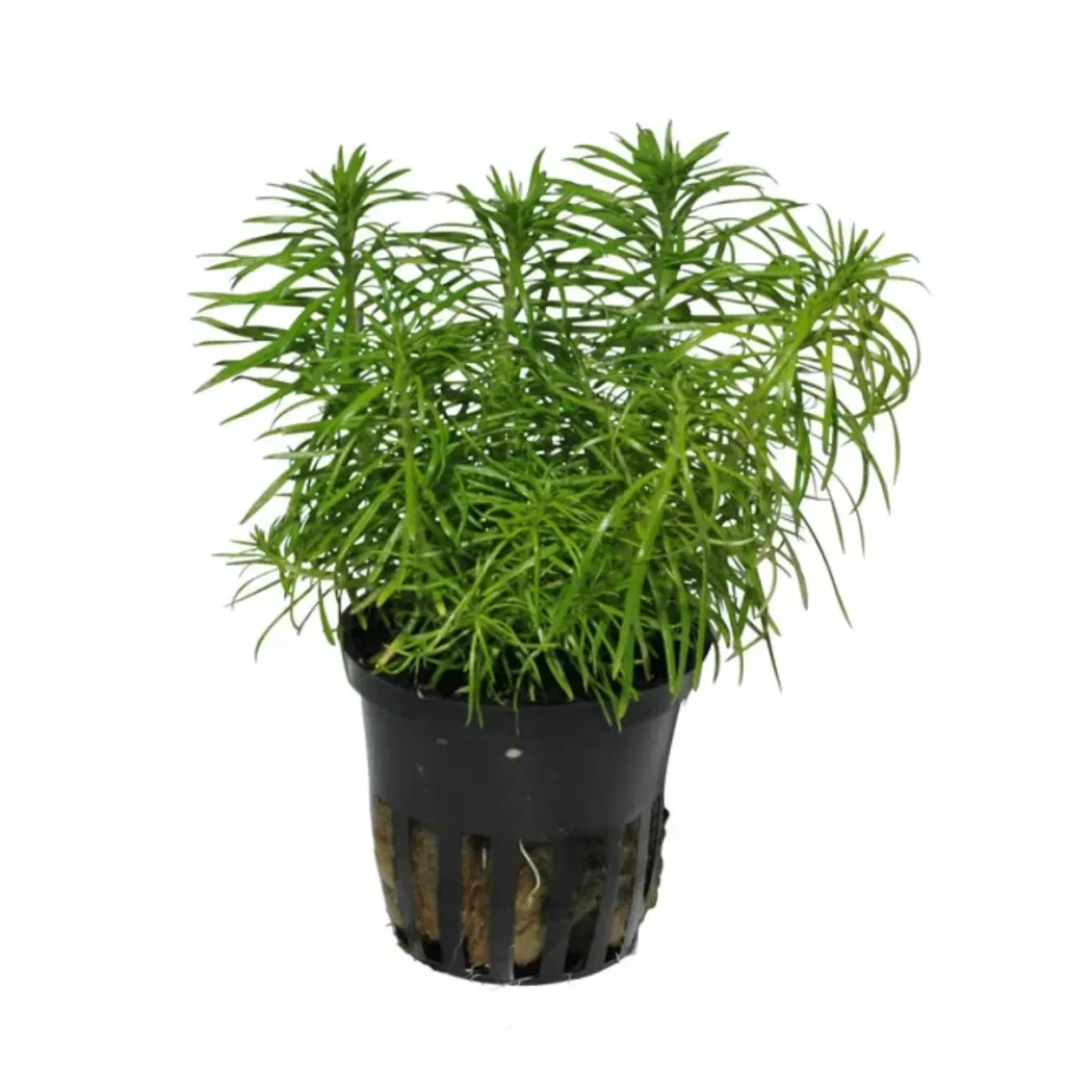 Tropica Akvarieplante i potte Pogostemon deccanensis