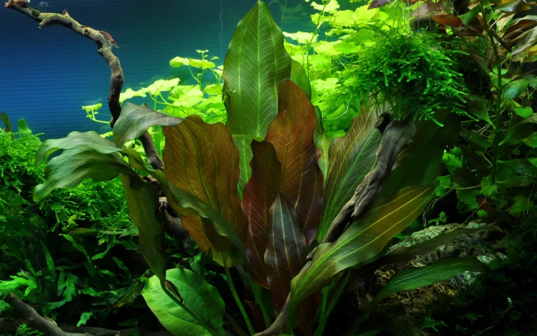 Tropica Akvarieplante i potte Echinodorus Reni