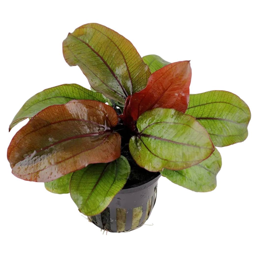 Tropica Akvarieplante i potte Echinodorus Reni