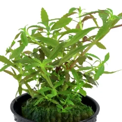 Tropica Akvarieplante i potte Limnophila hippuridoides
