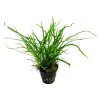 Tropica Akvarieplante i potte Microsorum pteropus Trident