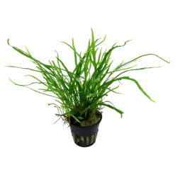 Tropica Akvarieplante i potte Microsorum pteropus Trident