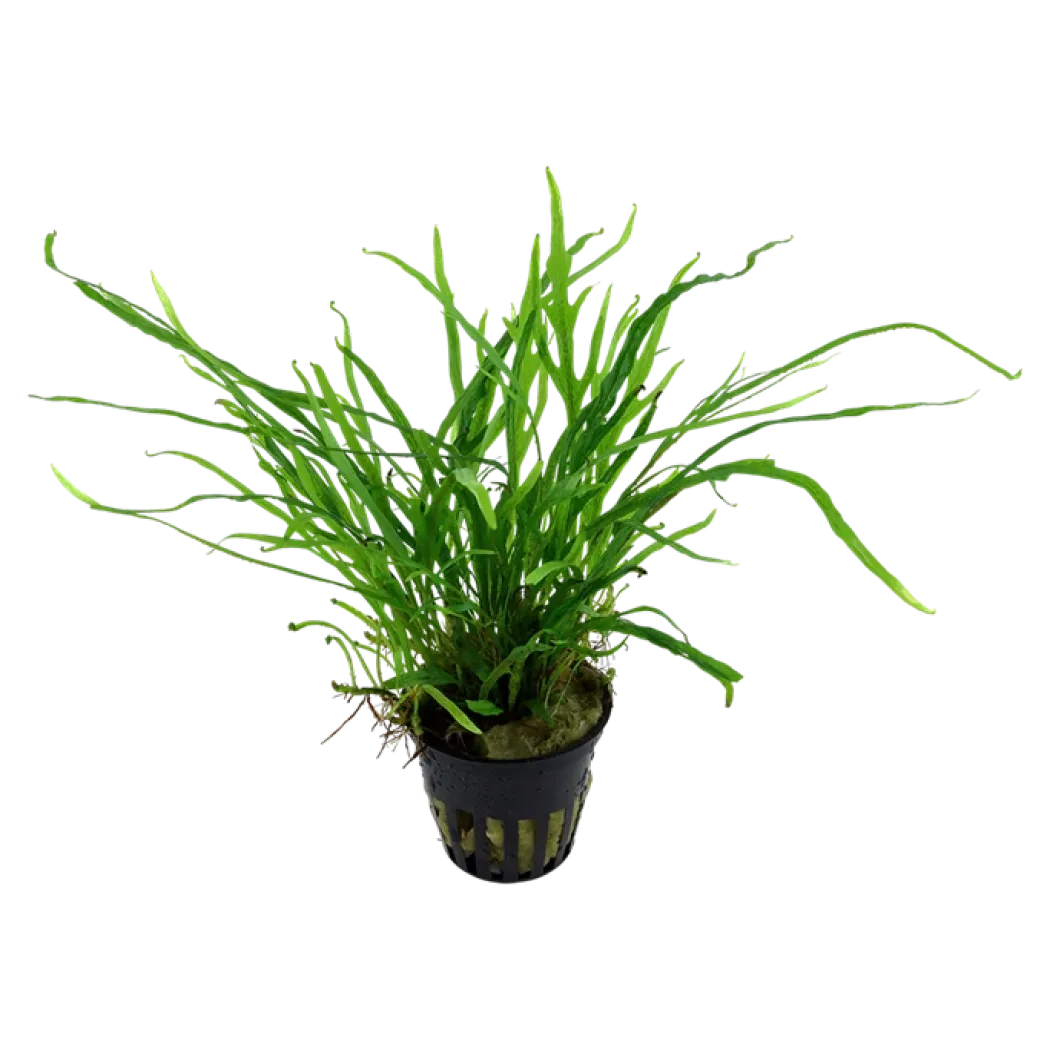 Tropica Akvarieplante i potte Microsorum pteropus Trident