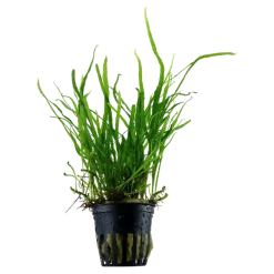 Tropica Akvarieplante i potte Microsorum pteropus Trident