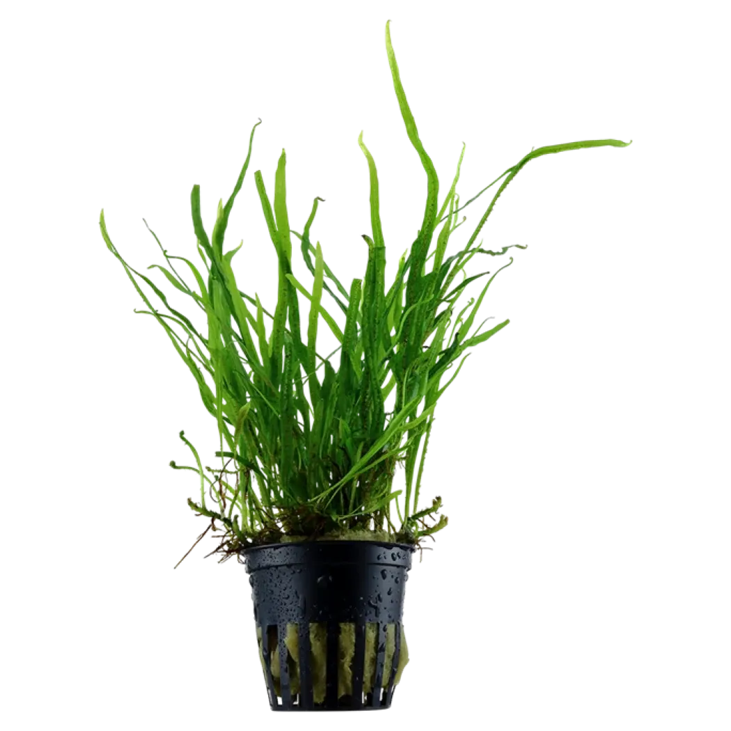 Tropica Akvarieplante i potte Microsorum pteropus Trident