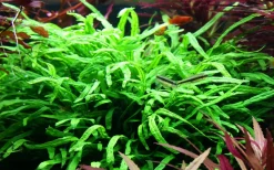 Tropica Akvarieplante i potte Microsorum pteropus Trident