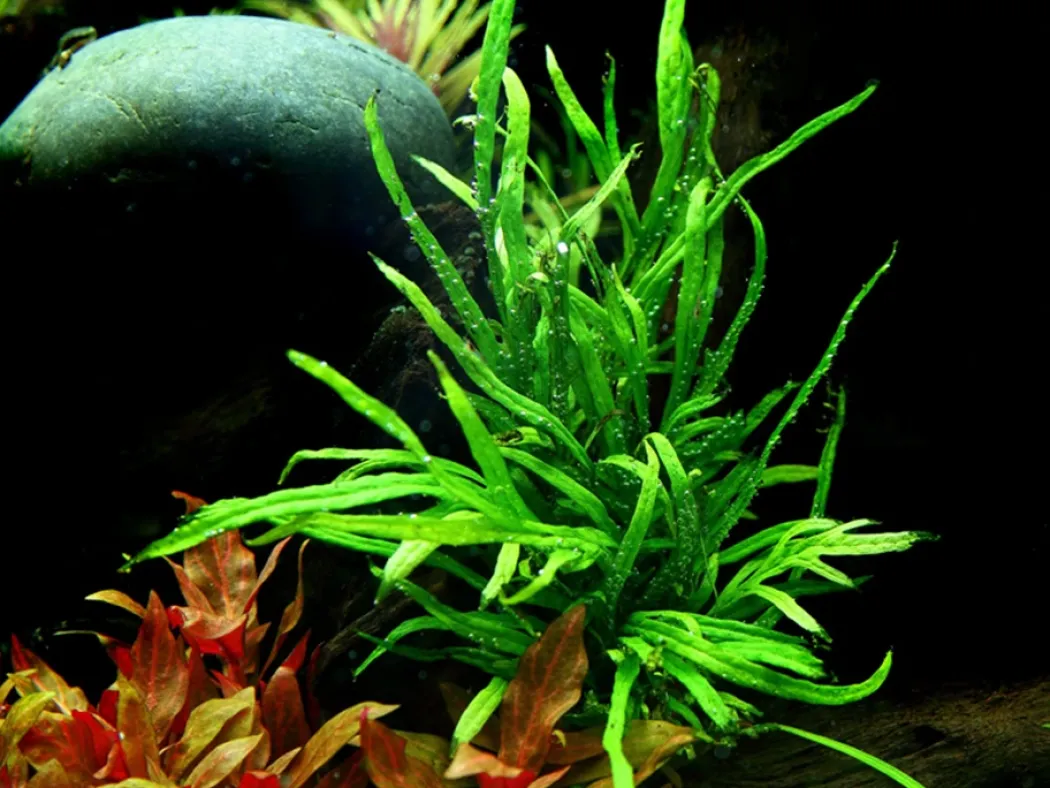 Tropica Akvarieplante i potte Microsorum pteropus Trident