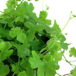 Tropica Akvarieplante i potte Hydrocotyle tripartita
