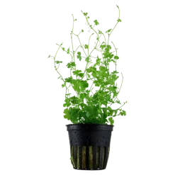 Tropica Akvarieplante i potte Hydrocotyle tripartita