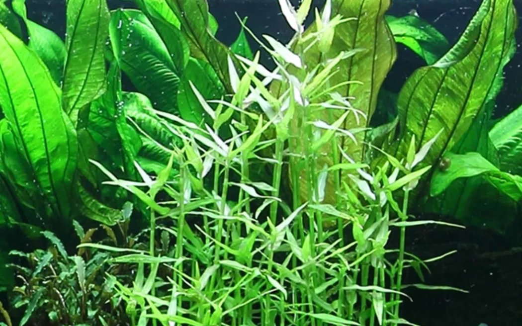 Tropica Akvarieplante i potte Murdannia keisak