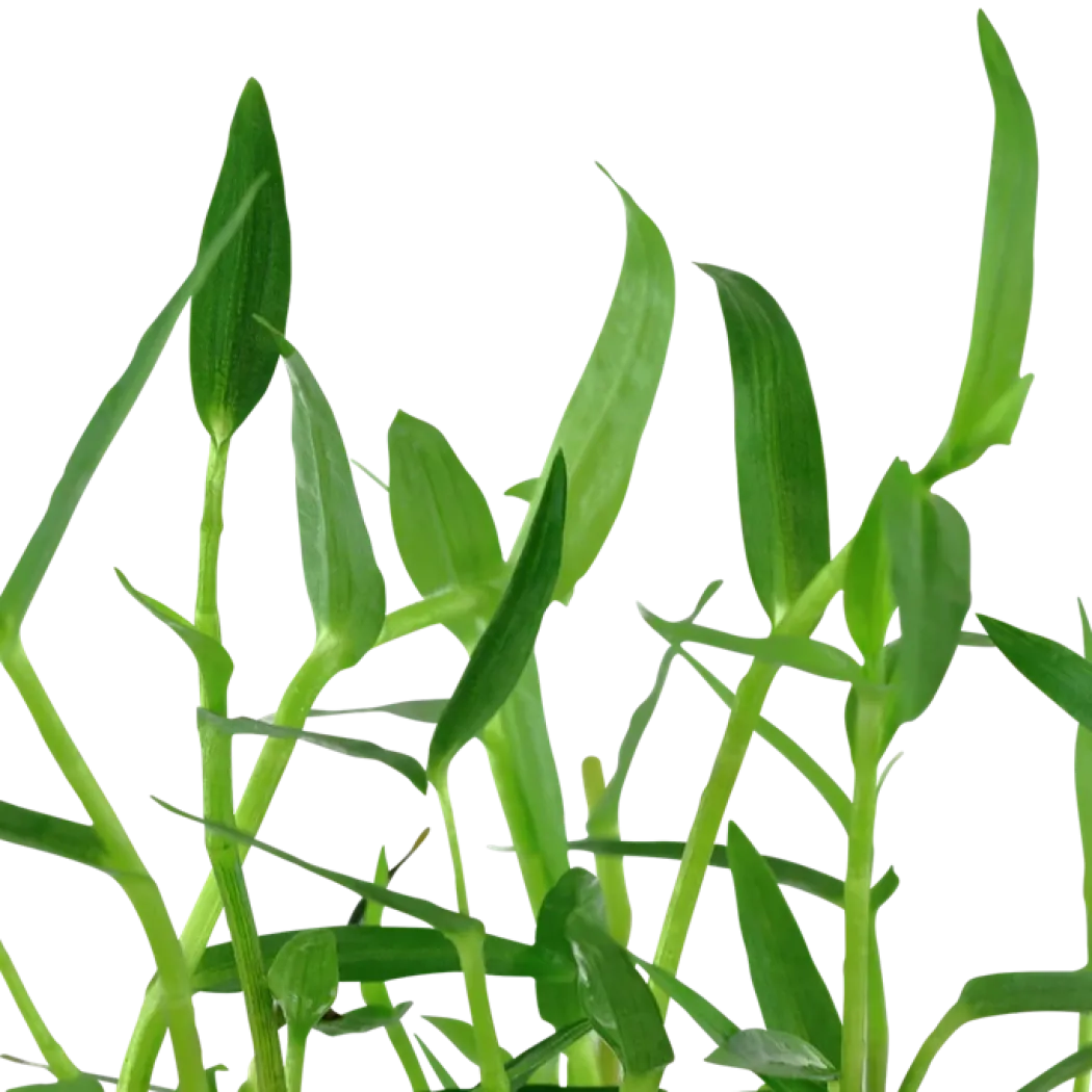 Tropica Akvarieplante i potte Murdannia keisak
