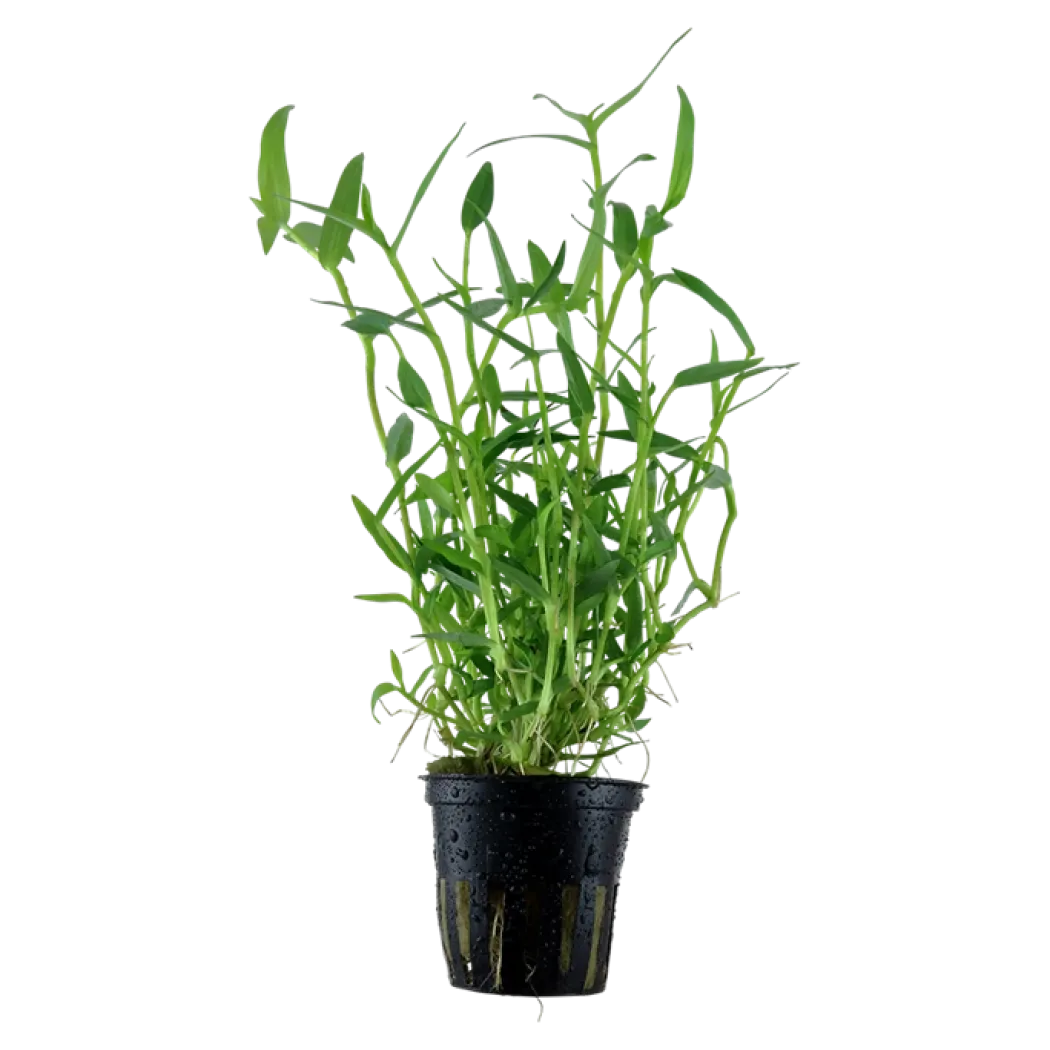 Tropica Akvarieplante i potte Murdannia keisak
