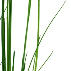 Tropica Akvarieplante i potte Eleocharis montevidensis