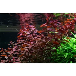 Tropica Akvarieplante i potte Ludwigia palustris Super Red