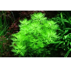 Tropica Akvarieplante i potte Hottonia palustris