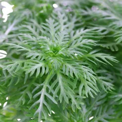 Tropica Akvarieplante i potte Hottonia palustris