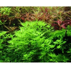 Tropica Akvarieplante i potte Hottonia palustris