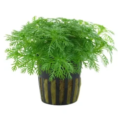 Tropica Akvarieplante i potte Hottonia palustris