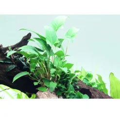 Tropica Akvarieplante i potte Anubias Gracilis