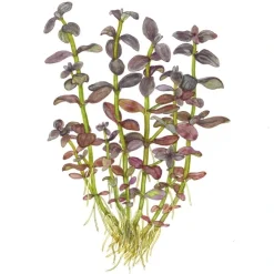 Tropica Akvarieplante i potte Bacopa salzmanni Purple