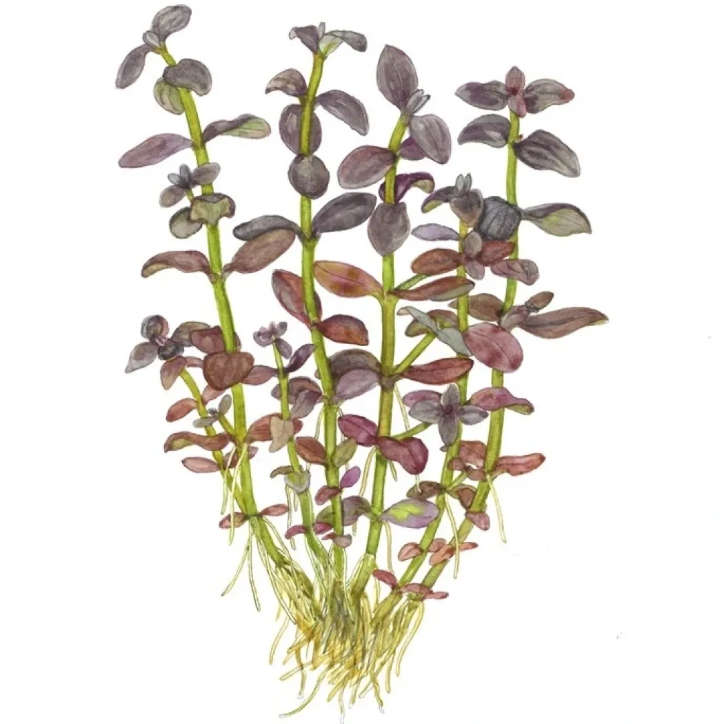 Tropica Akvarieplante i potte Bacopa salzmanni Purple