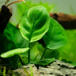 Tropica Akvarieplante i potte Anubias barteri Coin Leaf