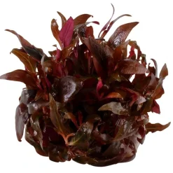 Tropica Alternanthera reineckii sp. Mini 1-2-GROW x 3