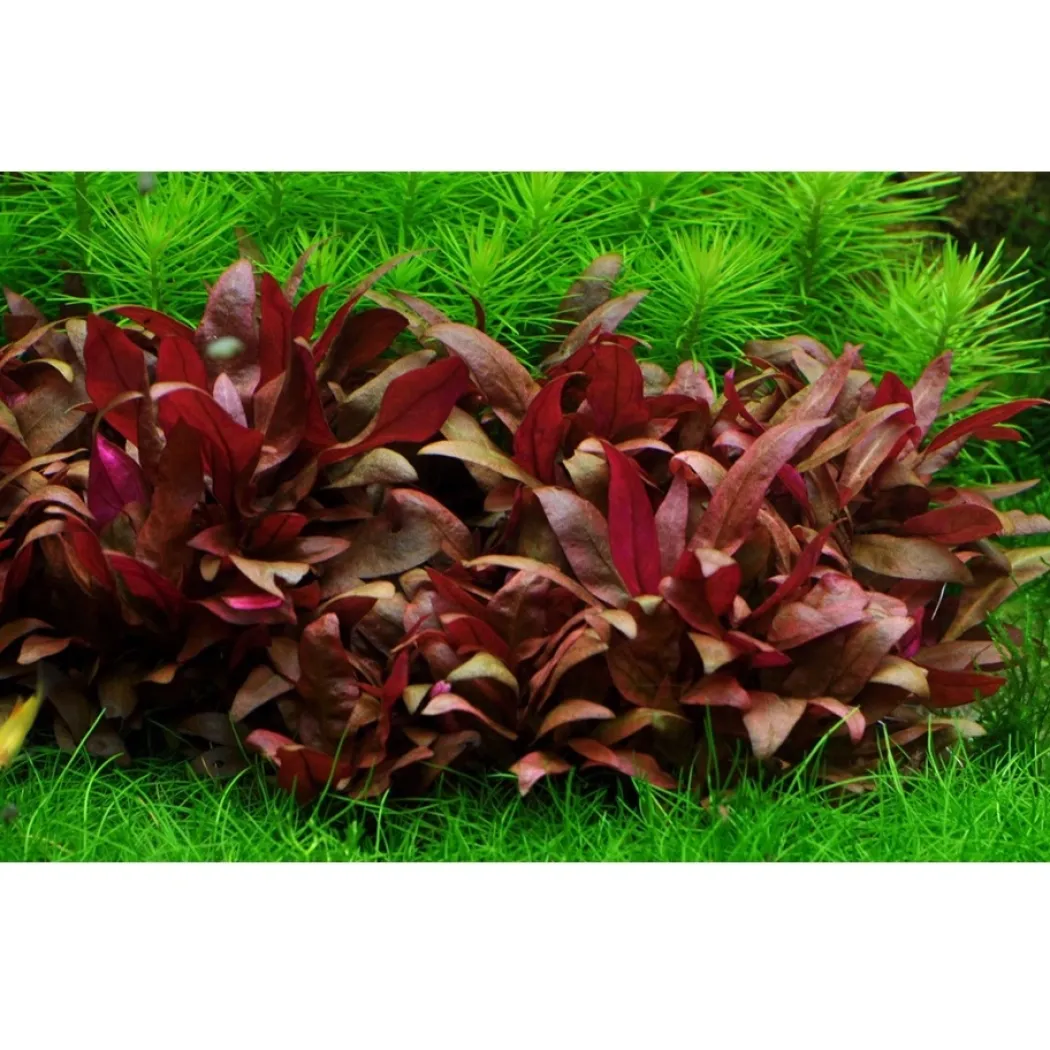 Tropica Alternanthera reineckii sp. Mini 1-2-GROW x 3