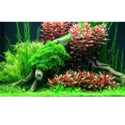 Tropica Alternanthera reineckii sp. Mini 1-2-GROW x 3