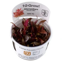 Tropica Alternanthera reineckii sp. Mini 1-2-GROW x 3