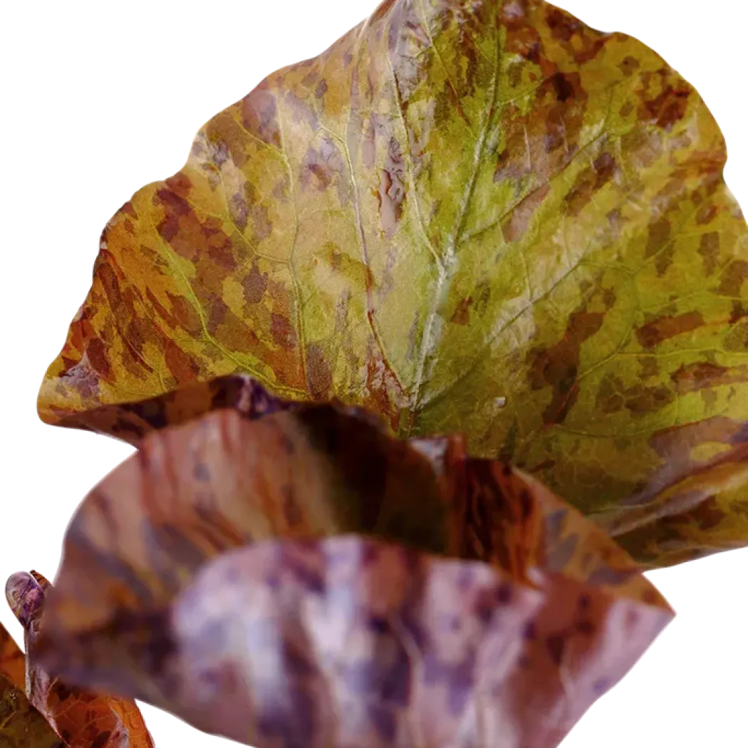 Tropica Alvarieplante i potte Nymphaea lotus zenkeri