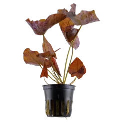 Tropica Alvarieplante i potte Nymphaea lotus zenkeri