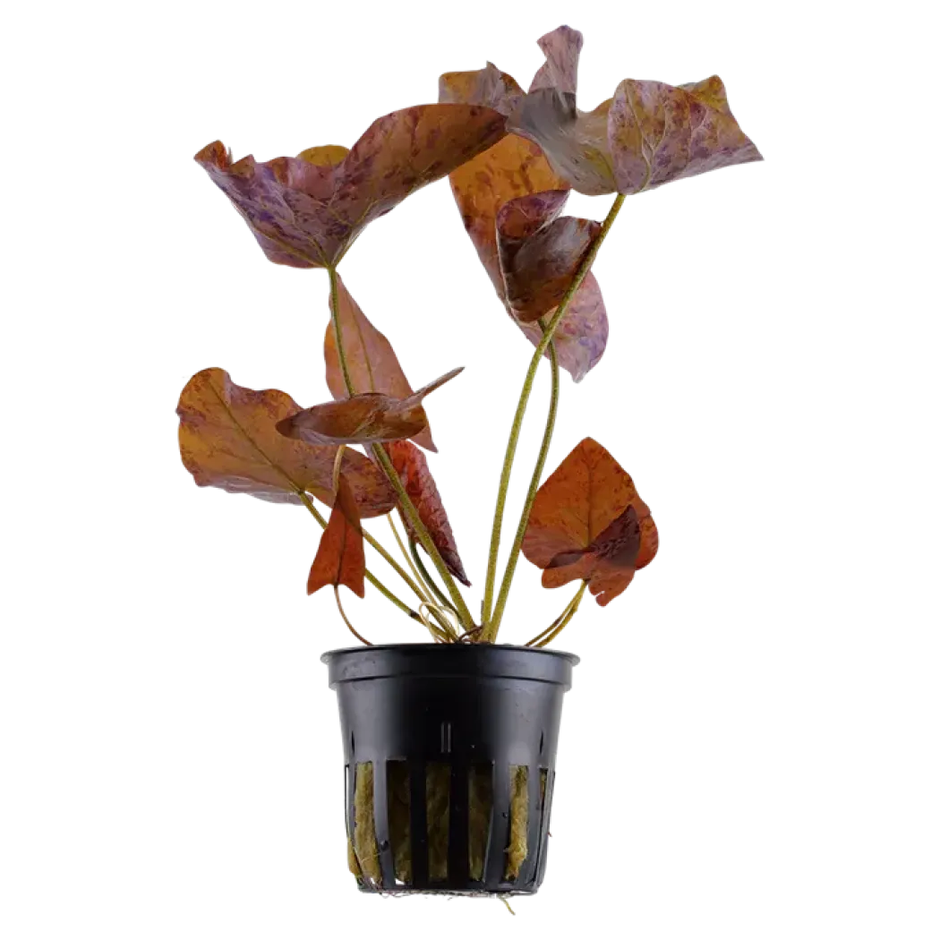 Tropica Alvarieplante i potte Nymphaea lotus zenkeri