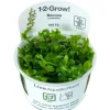 Tropica Bacopa caroliniana 1-2-GROW