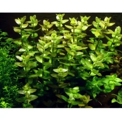 Tropica Bacopa caroliniana 1-2-GROW