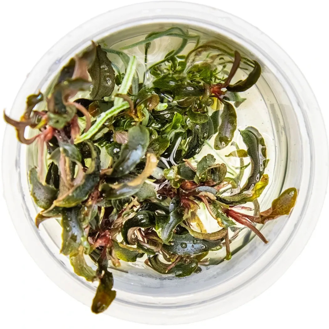 Tropica Bucephalandra Kedagang 1-2-Grow