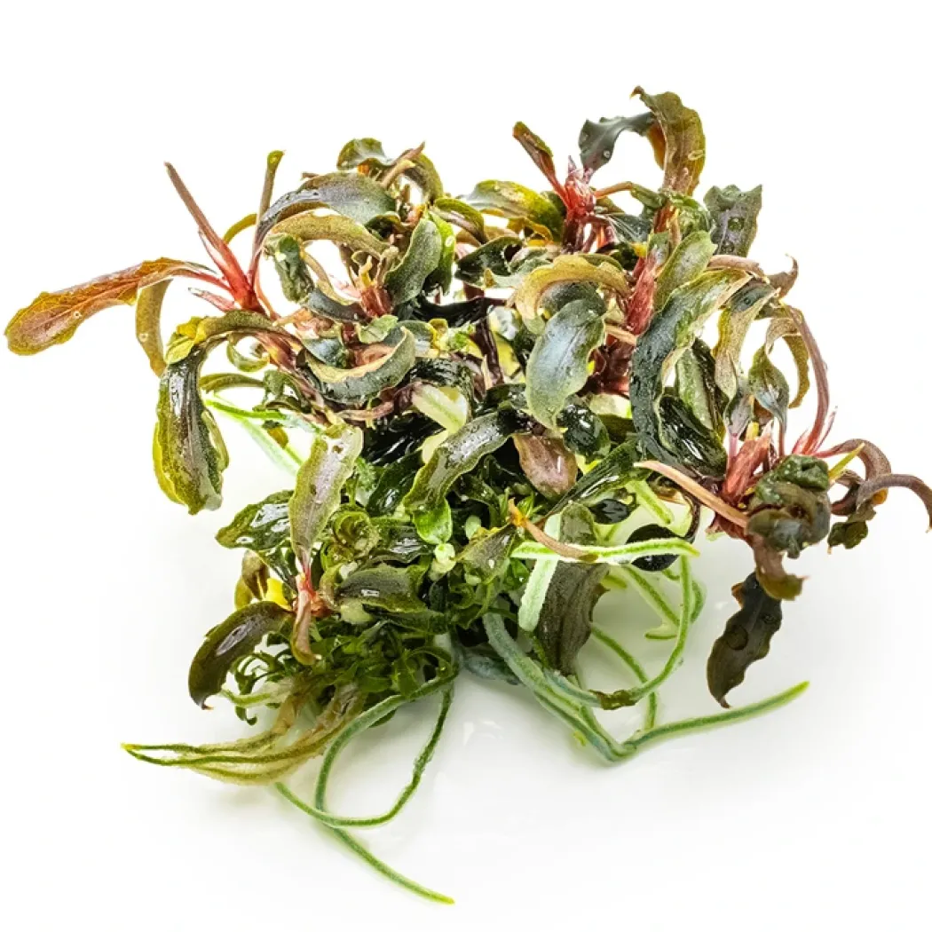 Tropica Bucephalandra Kedagang 1-2-Grow