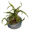Tropica Cryptocoryne Crispatula 1-2-GROW