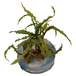 Tropica Cryptocoryne Crispatula 1-2-GROW