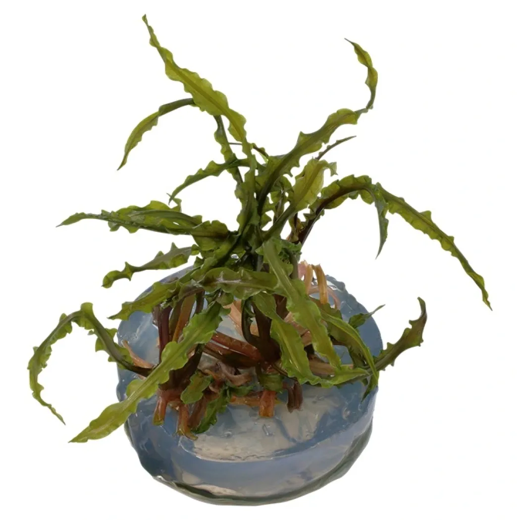 Tropica Cryptocoryne Crispatula 1-2-GROW