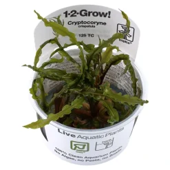 Tropica Cryptocoryne Crispatula 1-2-GROW