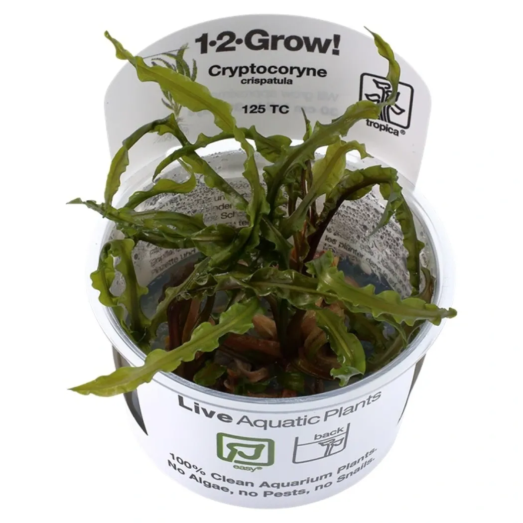Tropica Cryptocoryne Crispatula 1-2-GROW