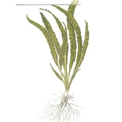 Tropica Cryptocoryne Crispatula 1-2-GROW