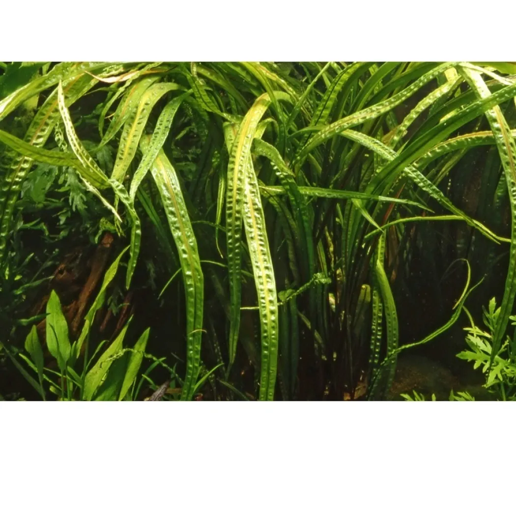 Tropica Cryptocoryne Crispatula 1-2-GROW